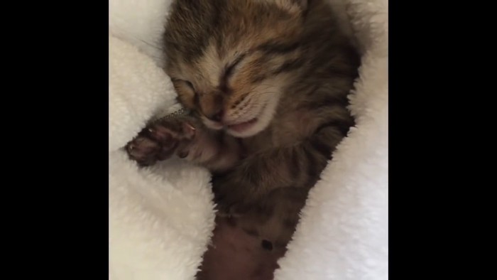 毛布の中で寝ている子猫の顔