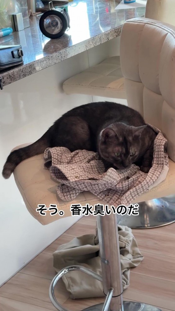 椅子の上でうずくまる猫