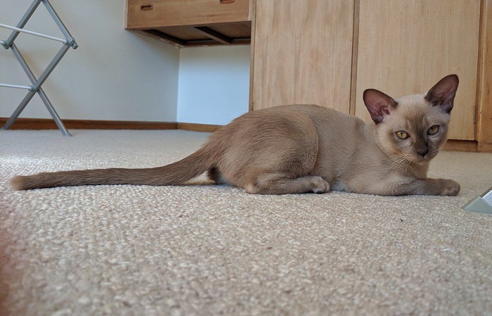 Female Champagne Burmese Kitten