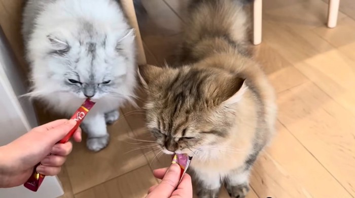 夢中でおやつを食べるモルンくん＆リソラちゃん