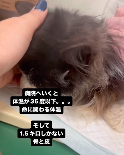 ぐったりと項垂れる子猫