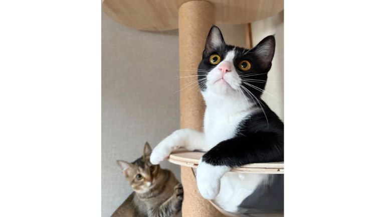 キャットタワーにいる猫