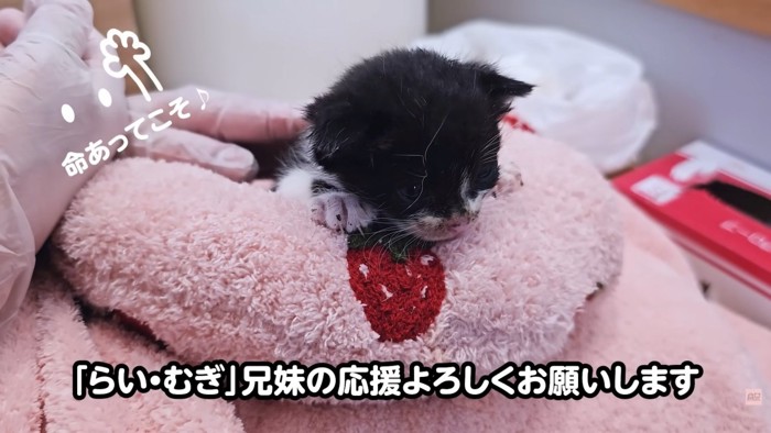 テロップ「らい・むぎ兄妹の~」