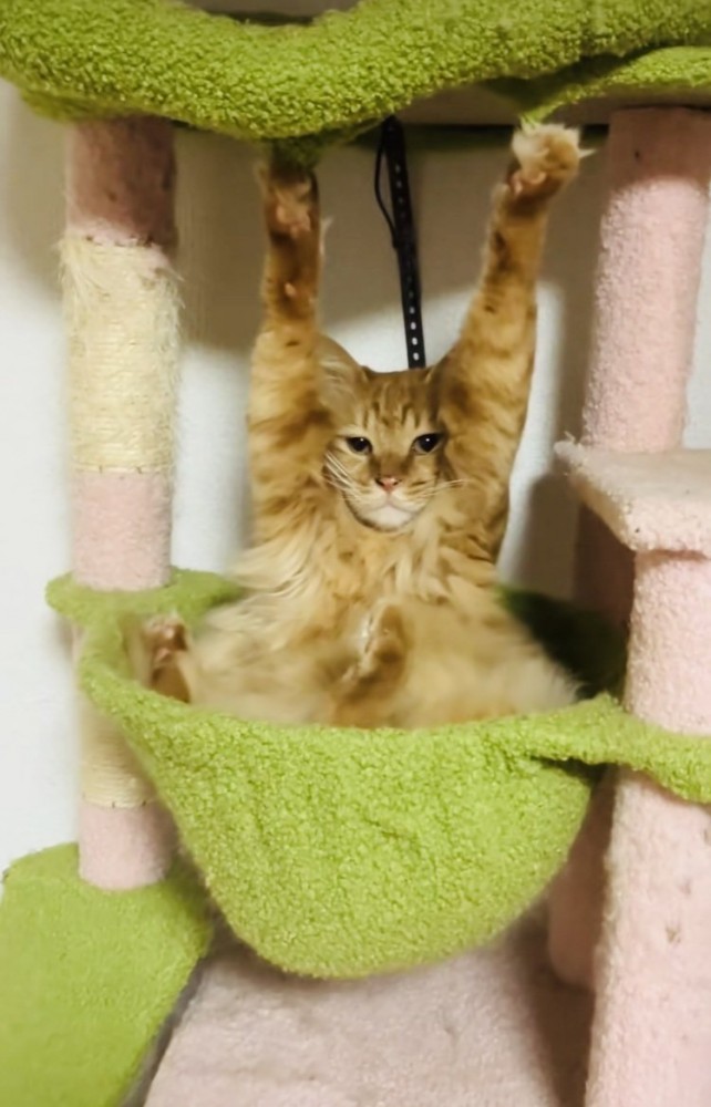 両前足の爪がキャットタワーの天井に引っかかって動けなくなった猫