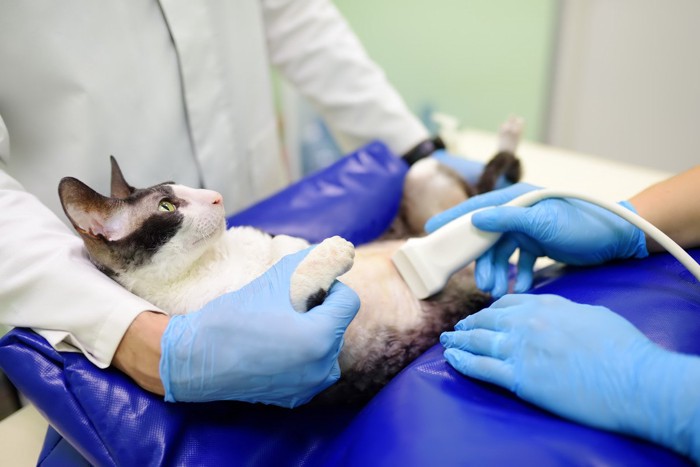 エコー検査を受ける猫