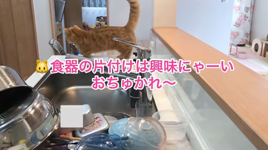 猫の後ろ姿