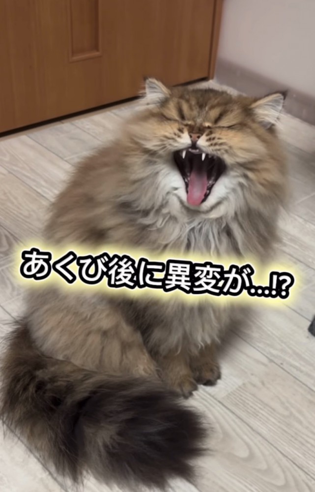 大きなあくびをするぷんちゃん