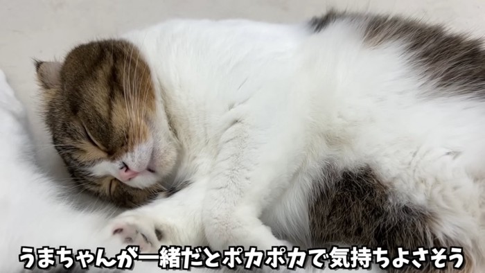 寝てい垂れ耳猫