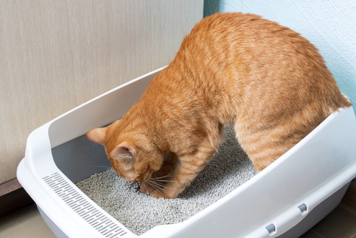 トイレからぬっと出てくる猫