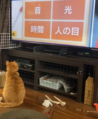 テレビを見る麦ちゃん