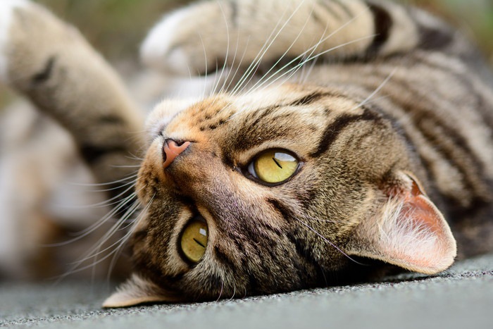 仰向けの猫の顔