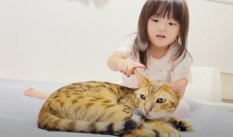 人差し指で猫の耳を触る女の子