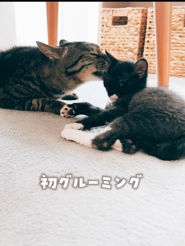 子猫の顔をなめる成猫