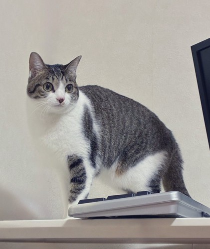 キジ白の猫なーちゃん