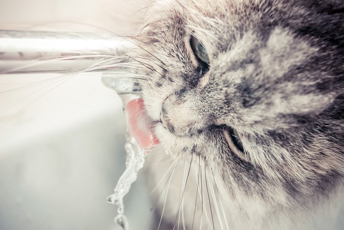 蛇口から水を飲む猫