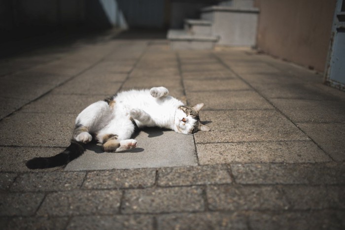 転がる猫