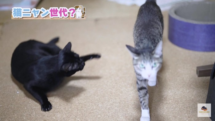 ちょっかいをかける黒猫