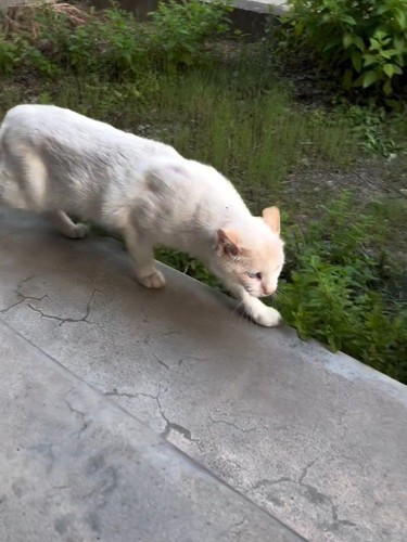 やせた猫