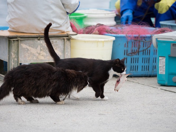 魚をくわえた猫