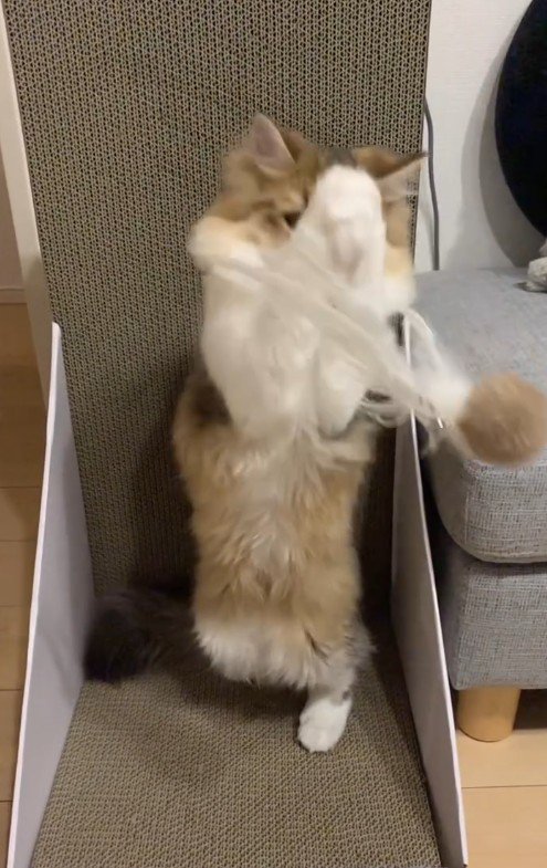 おもちゃをキャッチしようとしている定春くん