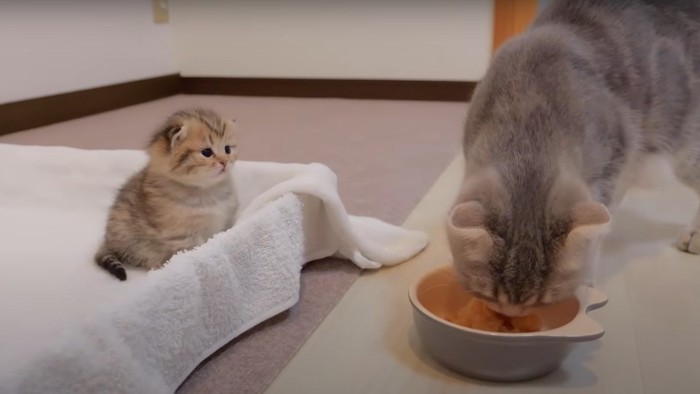 ご飯を食べるルルちゃん