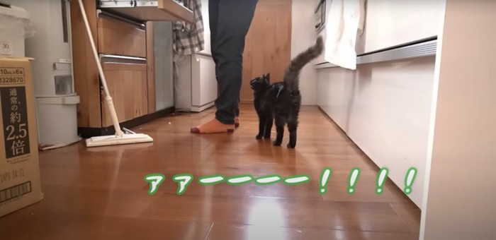 飼い主さんに叫ぶ猫