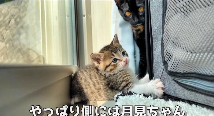 顔を出す猫