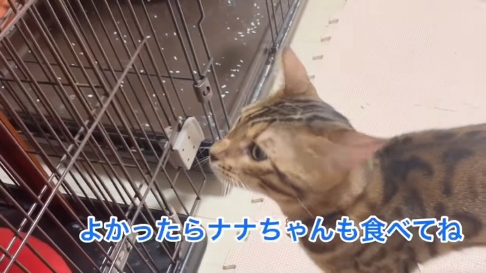 ケージの前に立つ猫