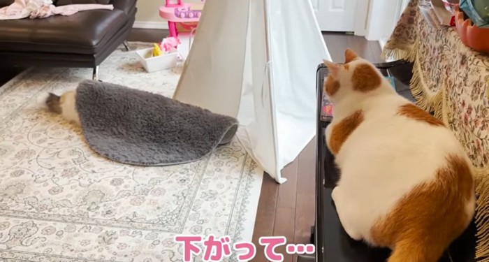 見下ろす猫