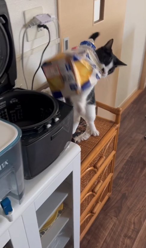 食パンを炊飯器から引っ張り出している猫