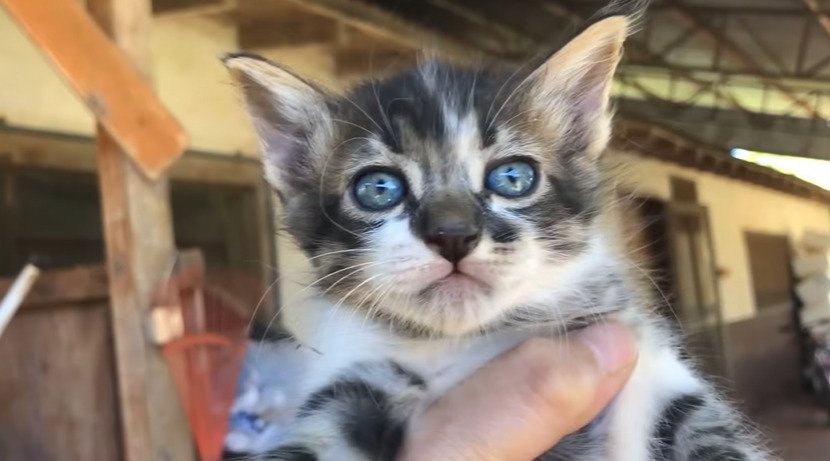 子猫のアップ