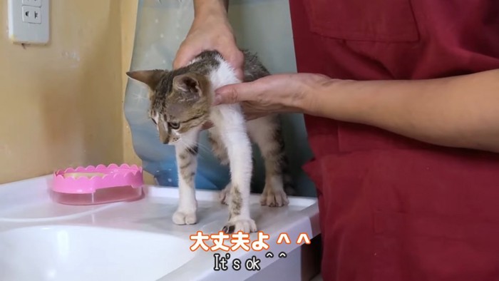 下を見ている猫