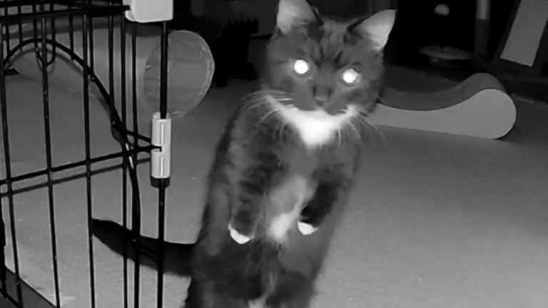 暗闇にいる猫