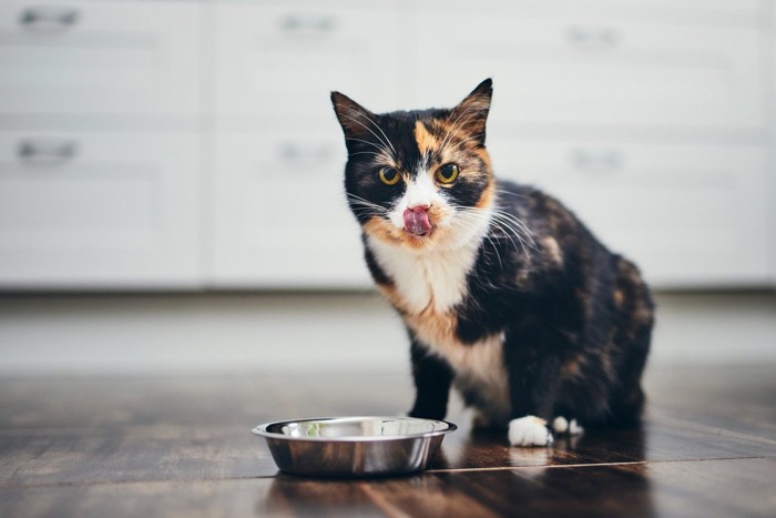 食事を待つ猫