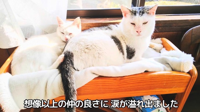 くっついて寝る2匹の猫