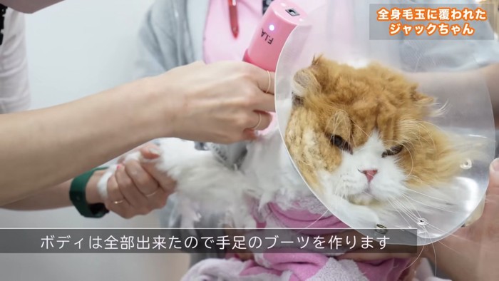 前足をバリカンで刈られる猫