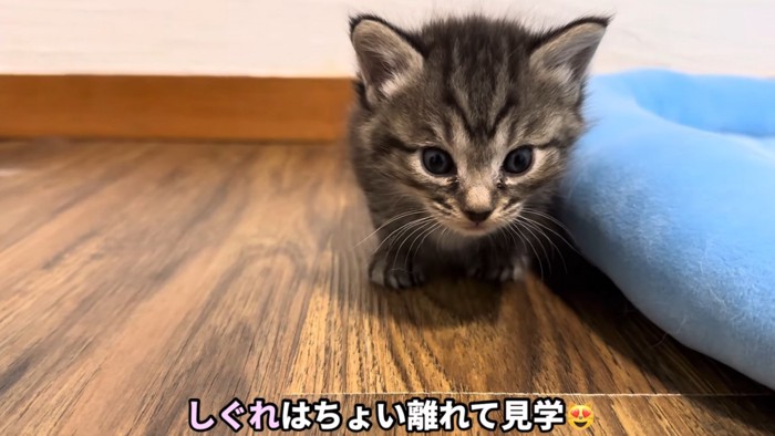 遠くから母猫の様子をじっと見つめる子猫