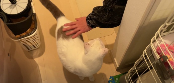 猫と猫を撫でる人の手