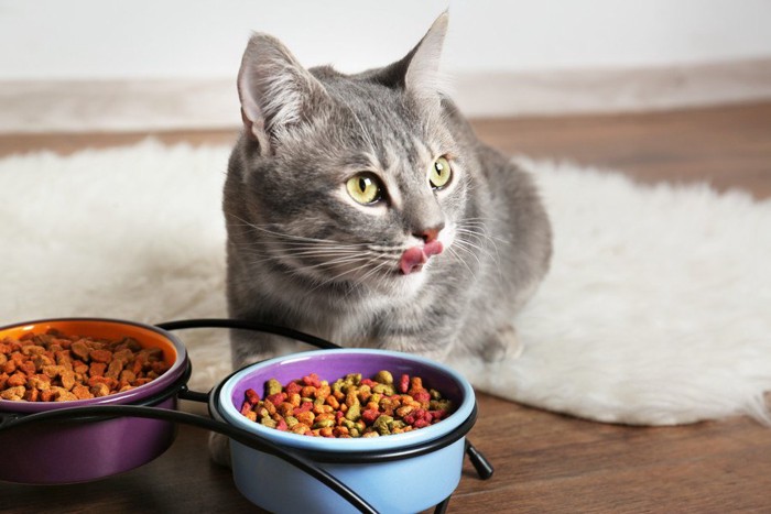 餌を美味しそうに食べる猫