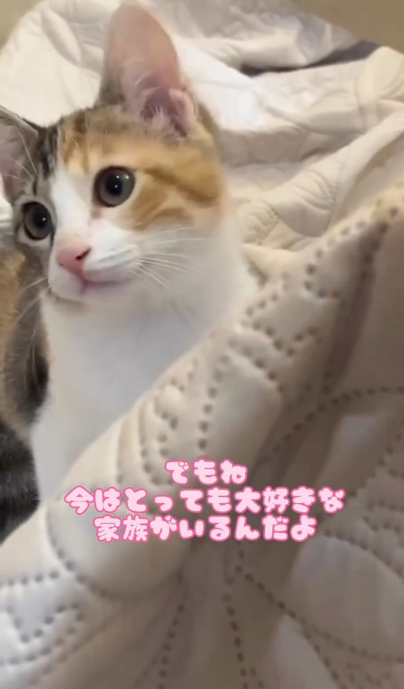 横を見る猫