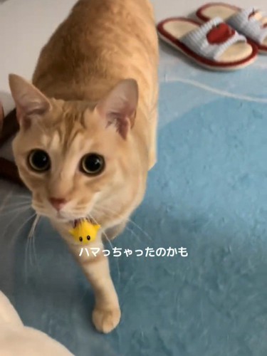 近づく猫