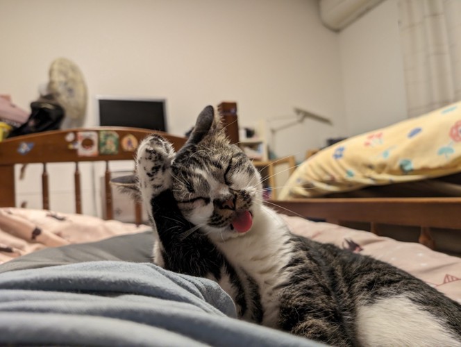手を挙げる猫