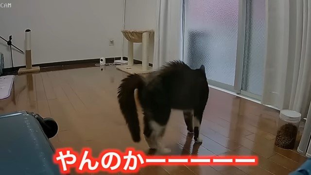 「やんのかーーーー」の文字と猫