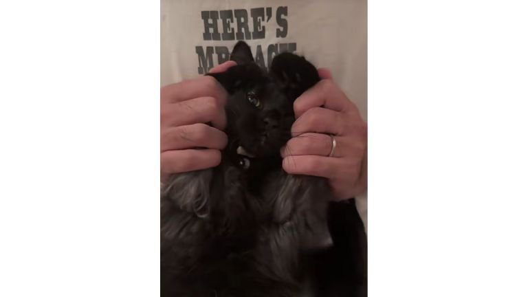 抱かれている猫