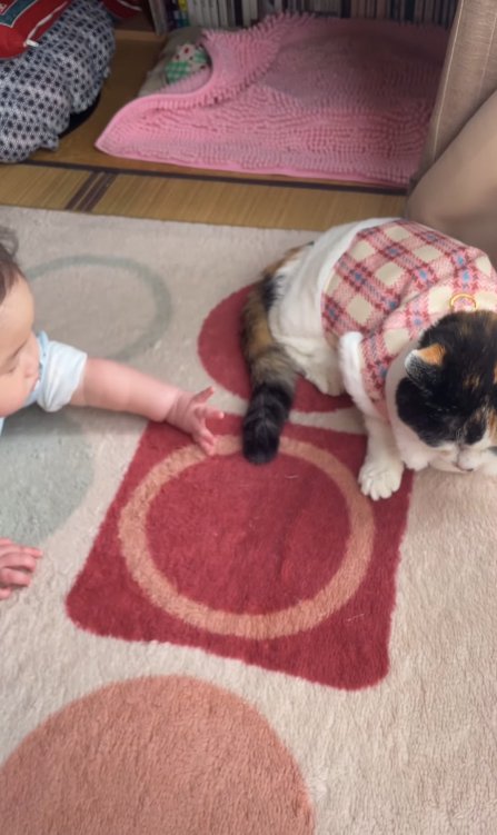 猫の尻尾に手を伸ばす赤ちゃん