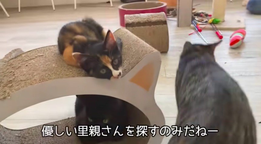 猫カフェにて