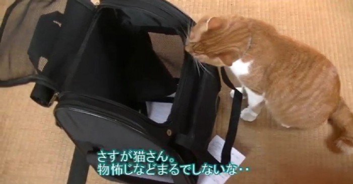 キャリーリュックを嗅ぐ猫