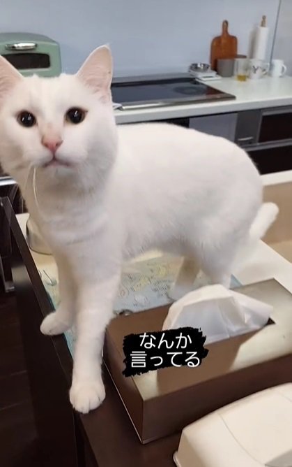 話す猫