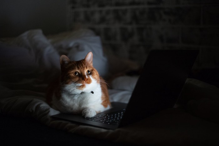 夜中にパソコンを見ている猫