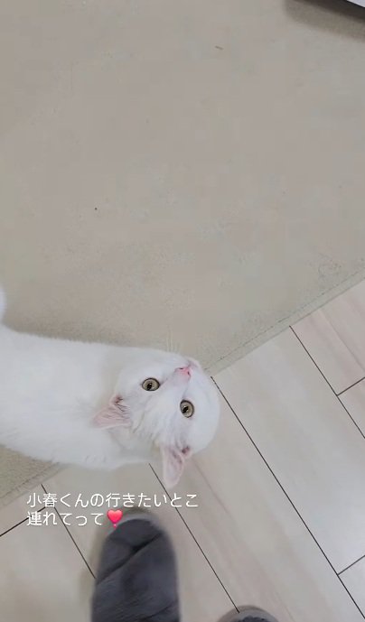 飼い主を見上げながら歩く猫％